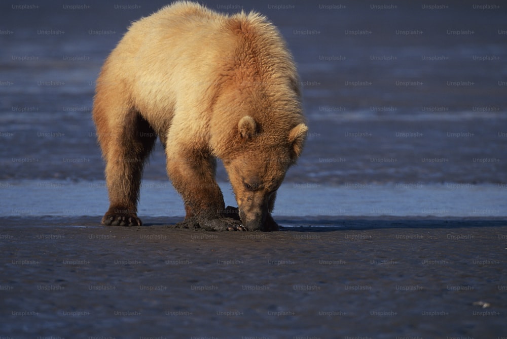 Un orso bruno in piedi sulla cima di una spiaggia sabbiosa