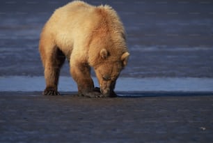 a brown bear standing on top of a sandy beach