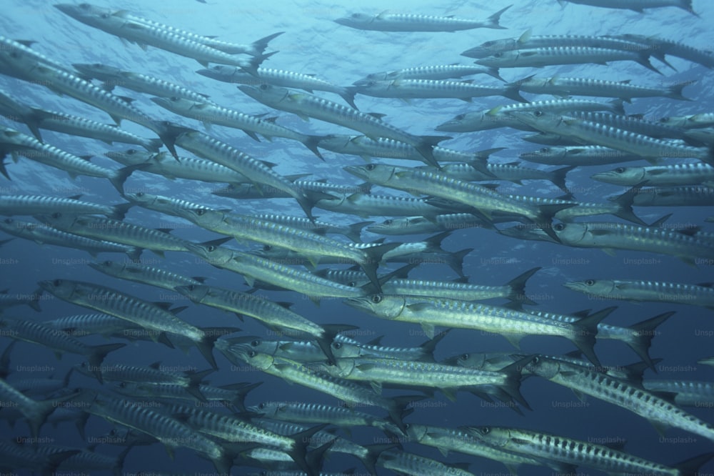 Un grand groupe de poissons nageant dans l’océan