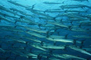 eine große Gruppe von Fischen, die im Ozean schwimmen