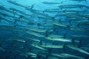 um grande grupo de peixes nadando no oceano