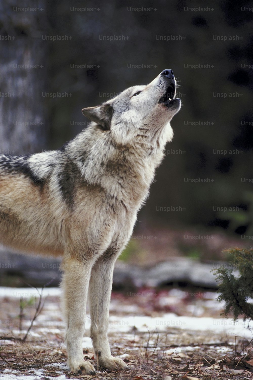 lobo wolf howling