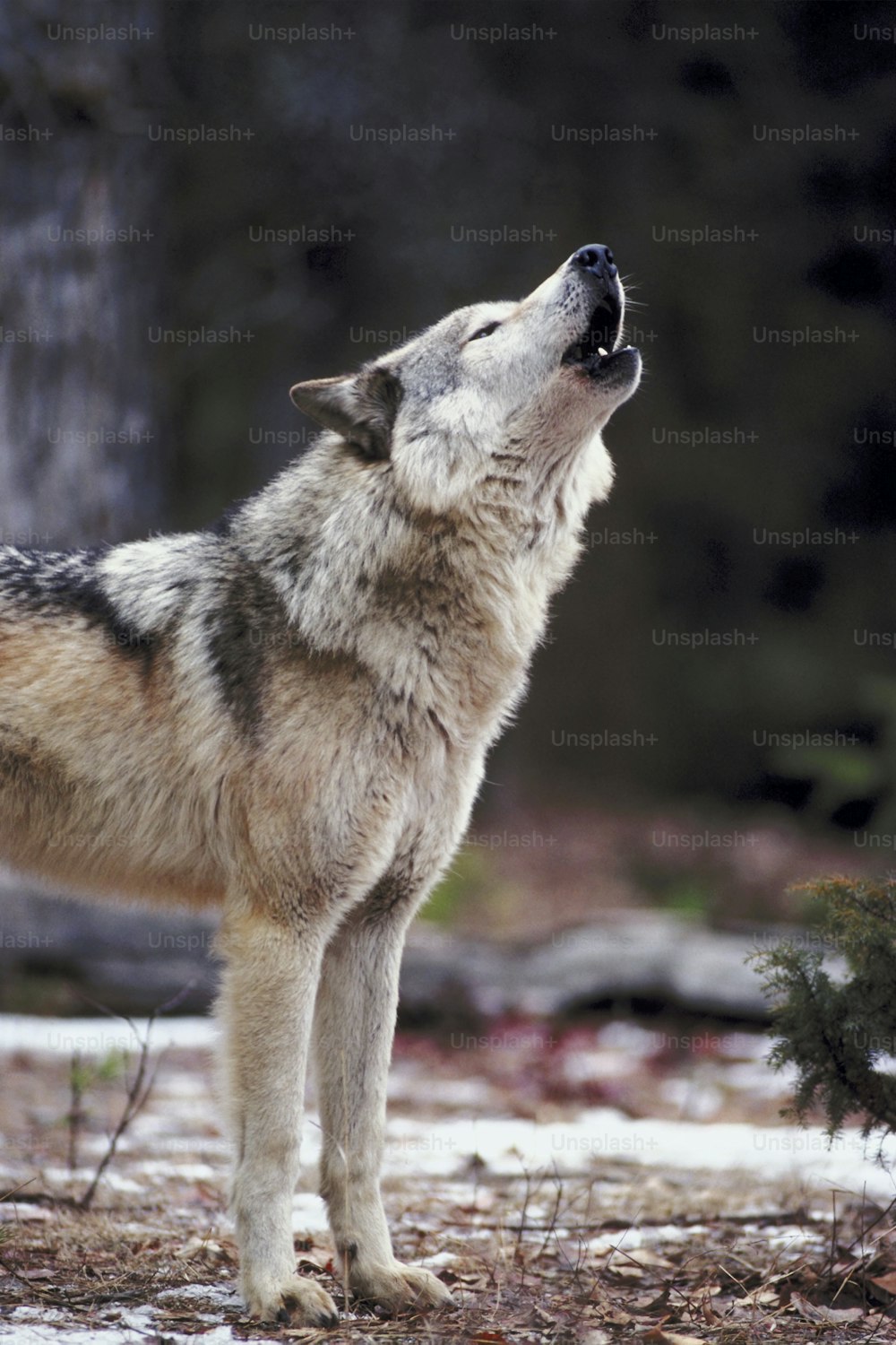 a wolf standing in a forest looking up at the sky