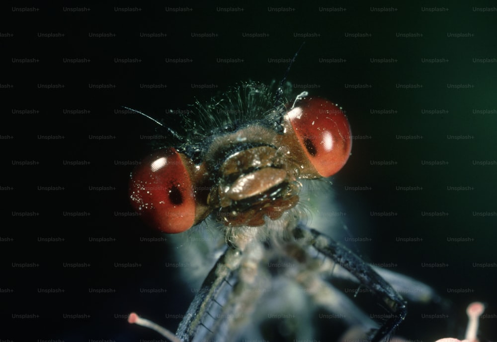 a close up of a fly with red eyes