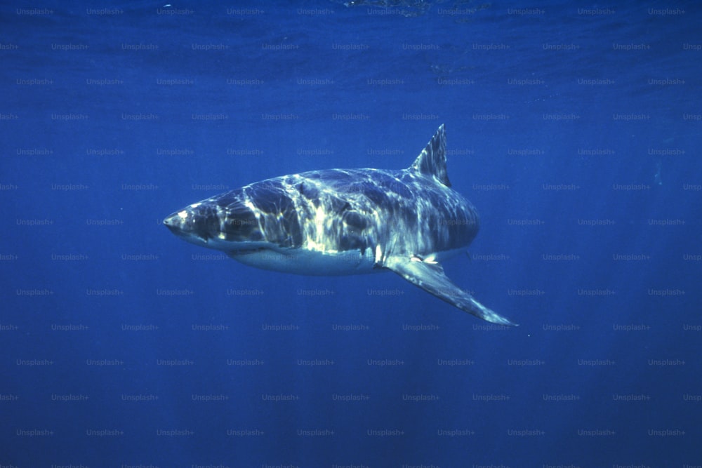 a great white shark swimming in the ocean