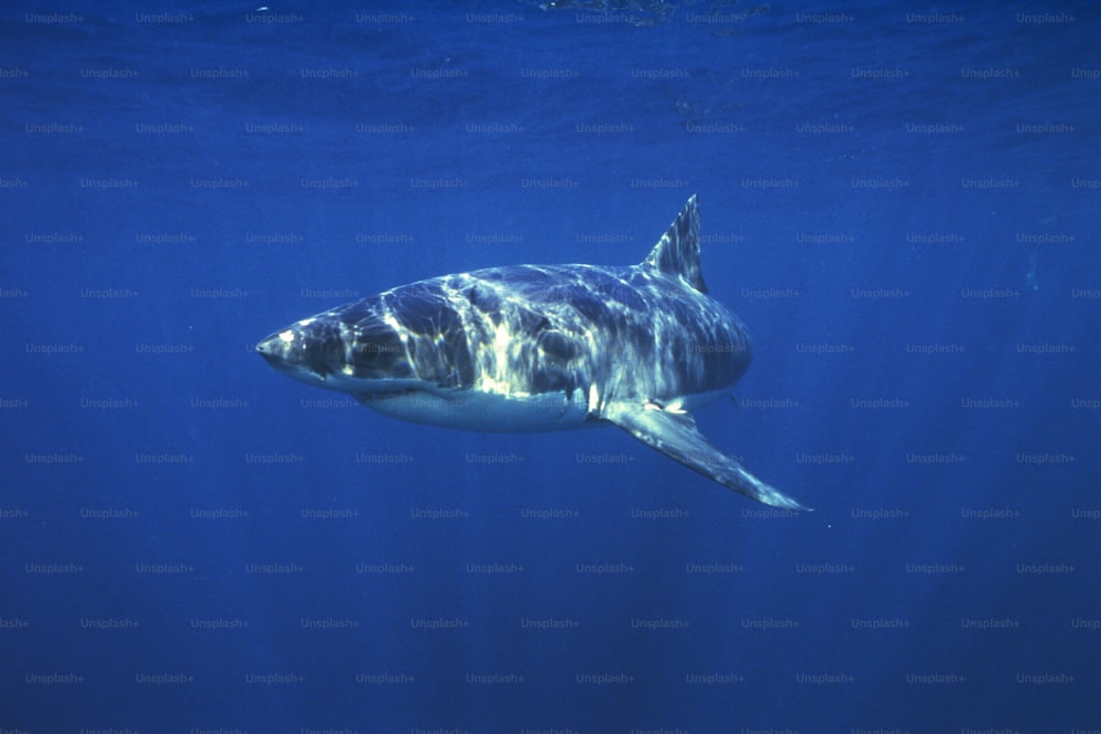 Um grande tubarão branco nadando no oceano