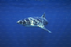 Un grand requin blanc nageant dans l’océan
