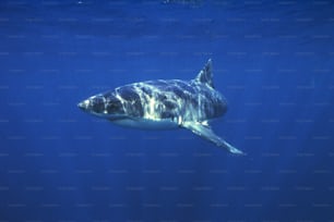 a great white shark swimming in the ocean