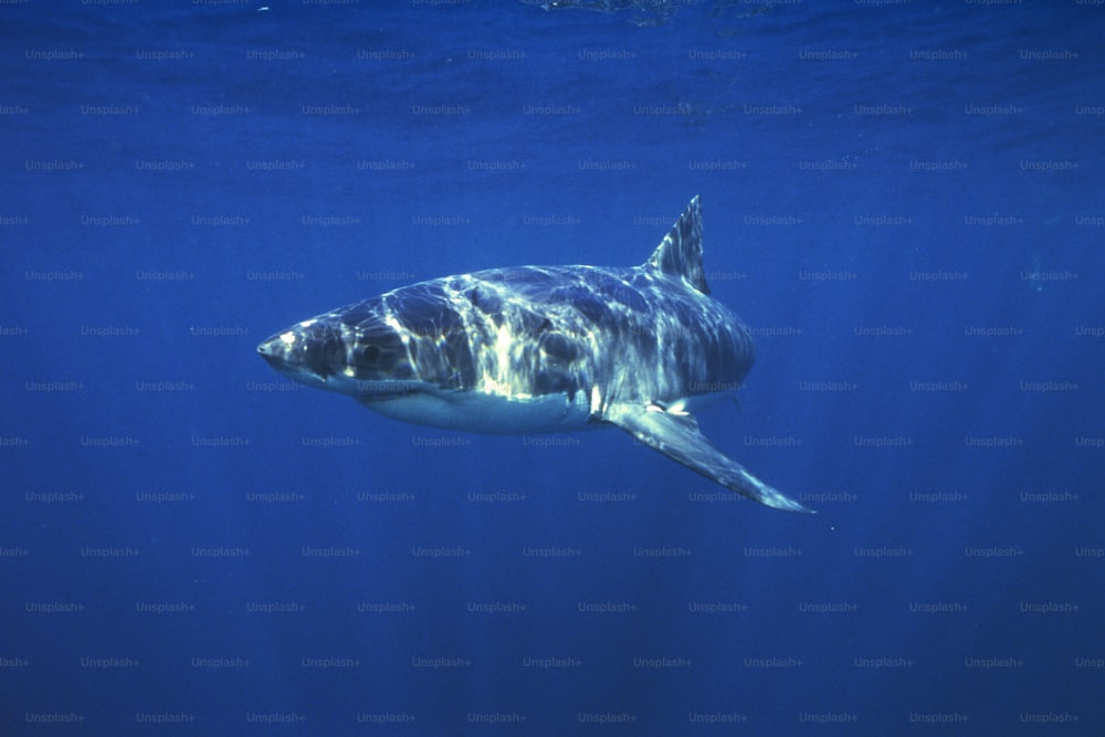 Ein Weißer Hai schwimmt im Ozean