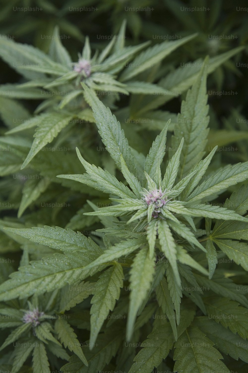 a close up of a bunch of green leaves