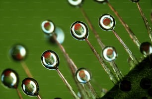 a close up of water droplets on a green surface
