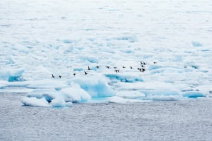 氷山の上に座っている鳥の群れ