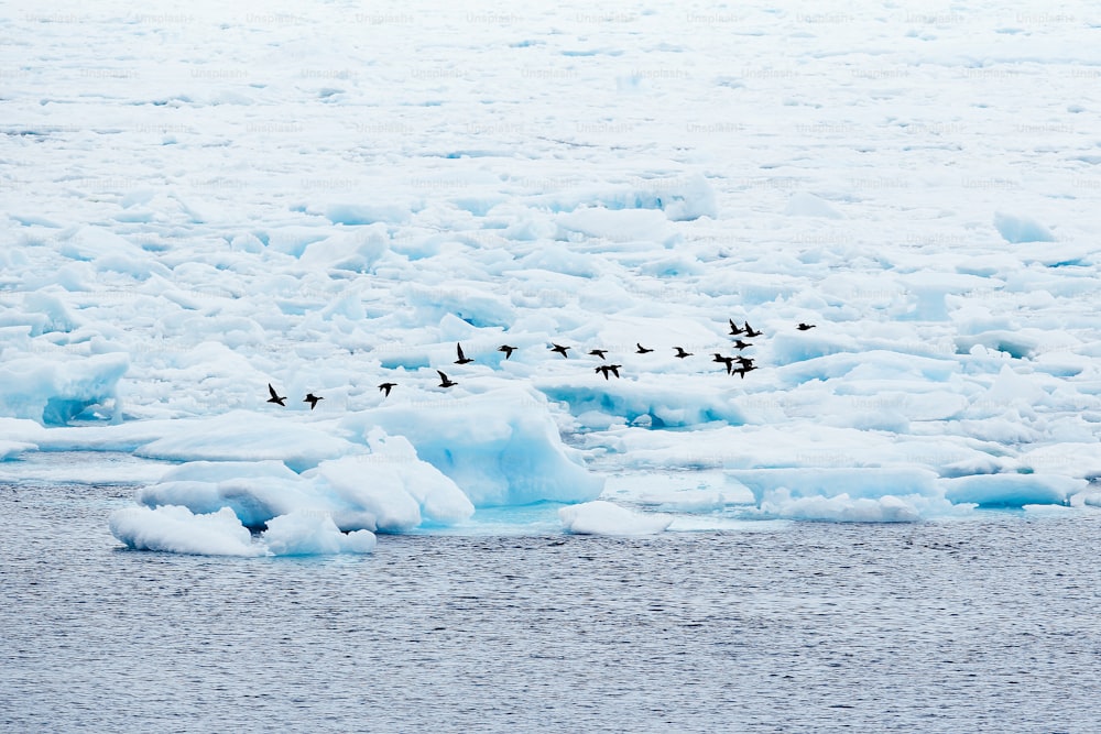Ein Vogelschwarm, der auf einem Eisberg sitzt