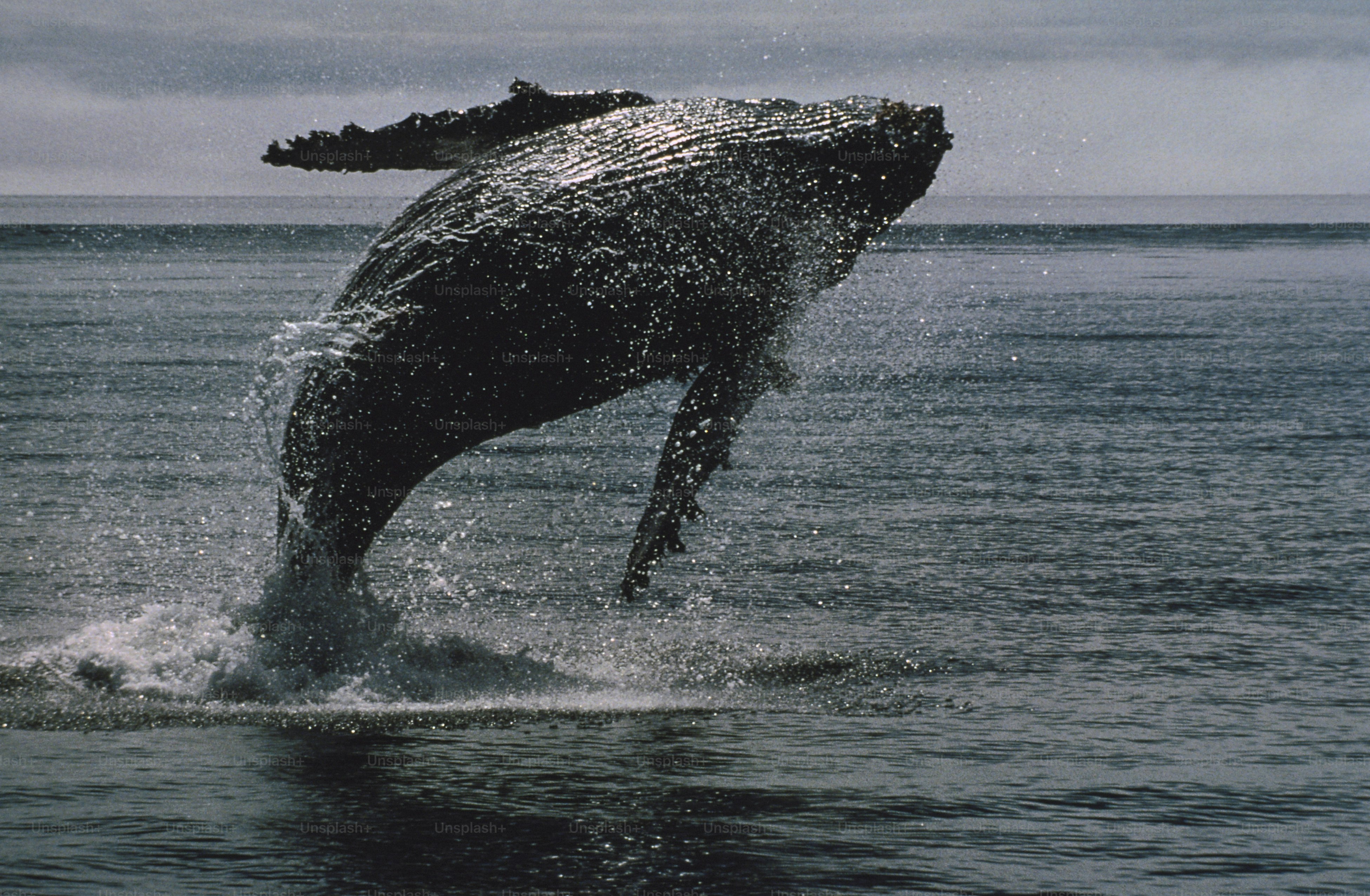 Baleine émergeant de l’eau