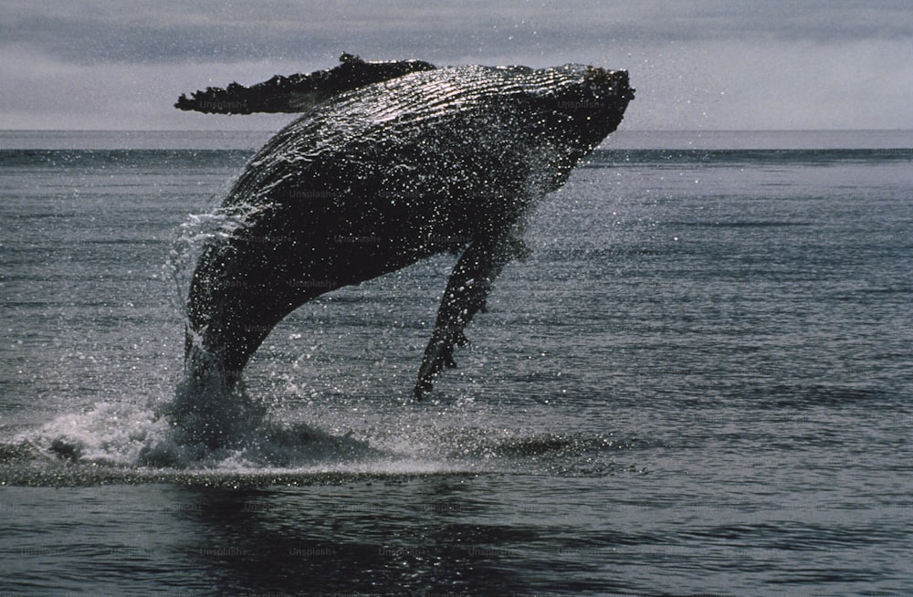 Ein Buckelwal springt aus dem Wasser