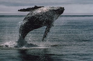a humpback whale jumping out of the water