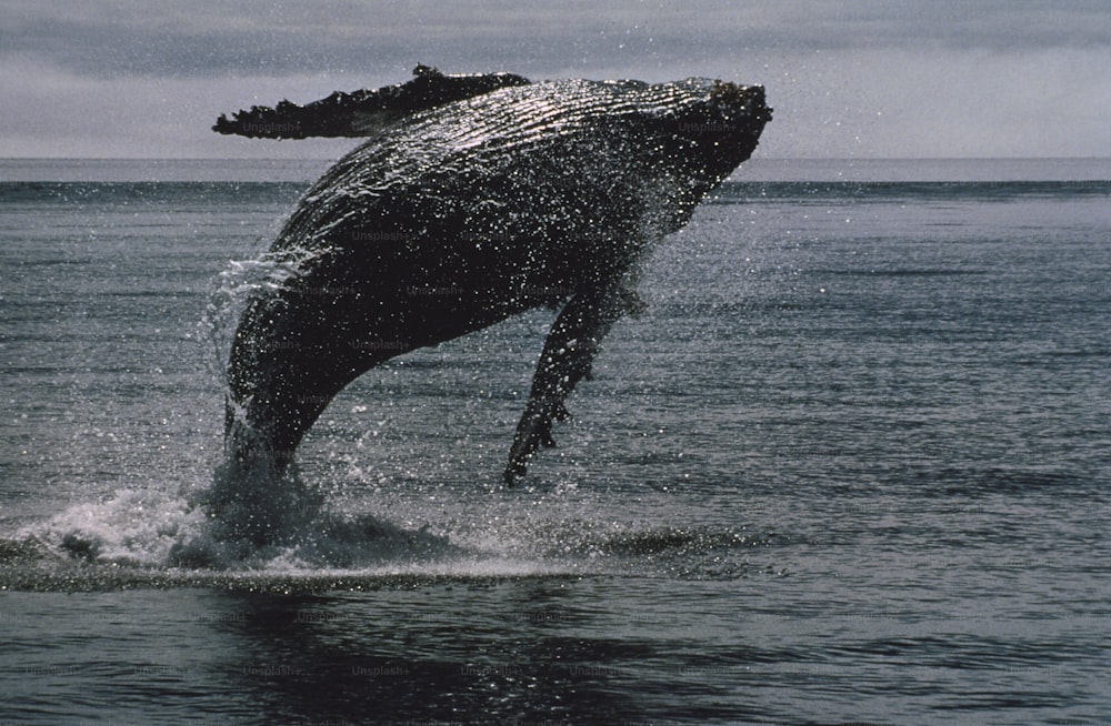 a humpback whale jumping out of the water