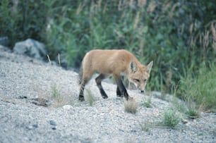 uma pequena raposa caminhando por uma estrada de cascalho