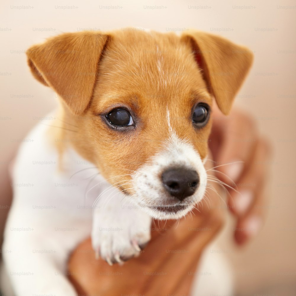 a small brown and white dog being held by a person