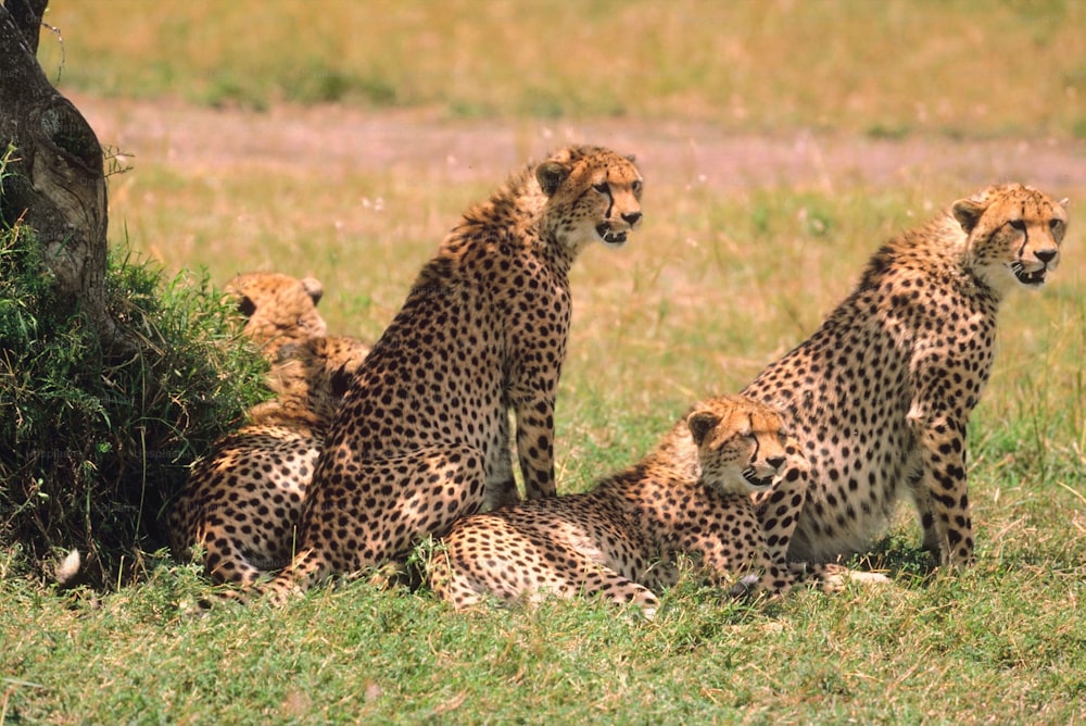 a group of cheetah sitting next to a tree