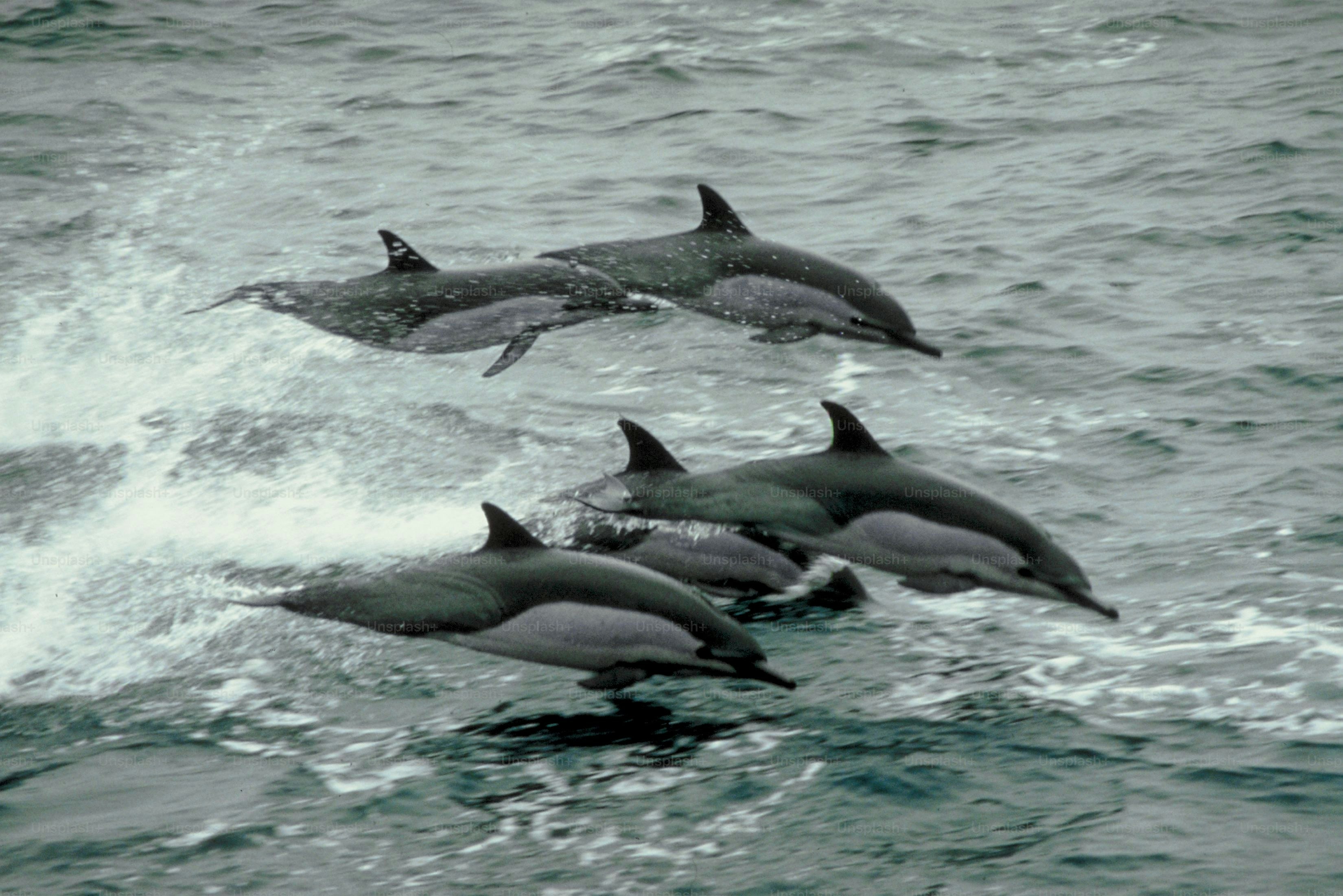 Dolphin Watching