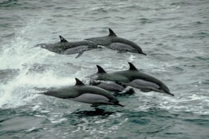 海を泳ぐイルカのグループ