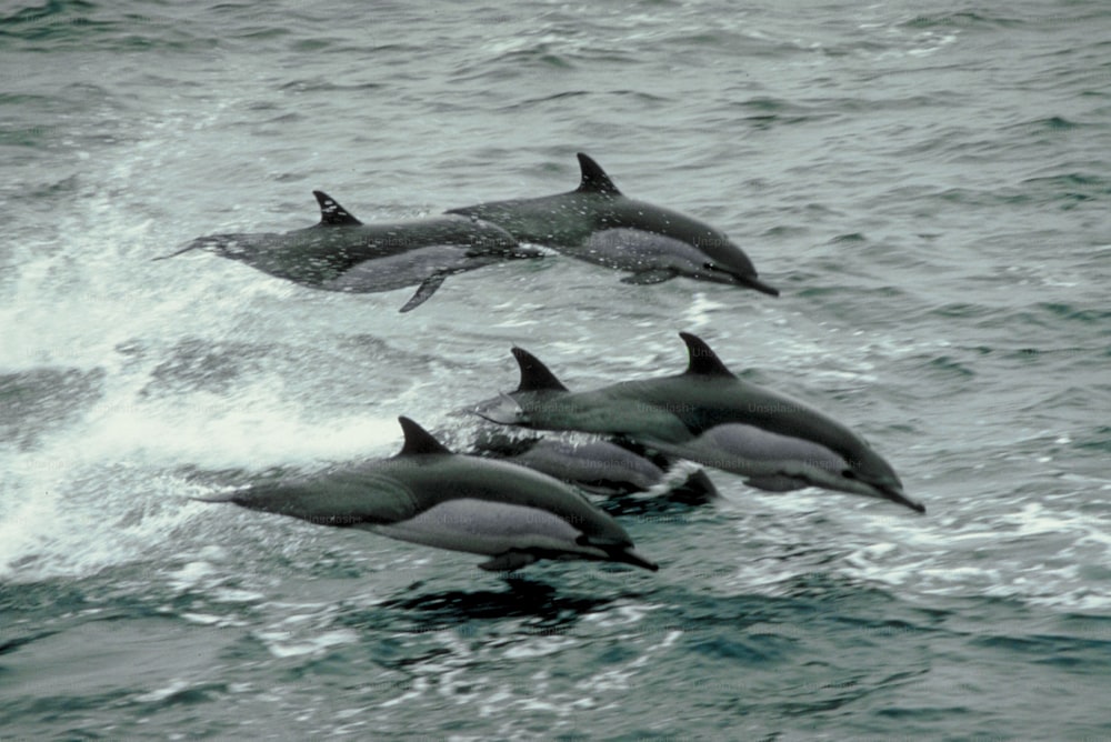 Eine Gruppe von Delfinen, die im Meer schwimmen