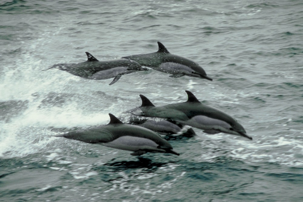 a group of dolphins swimming in the ocean