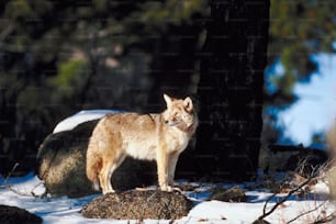 a wolf standing on a rock in the snow