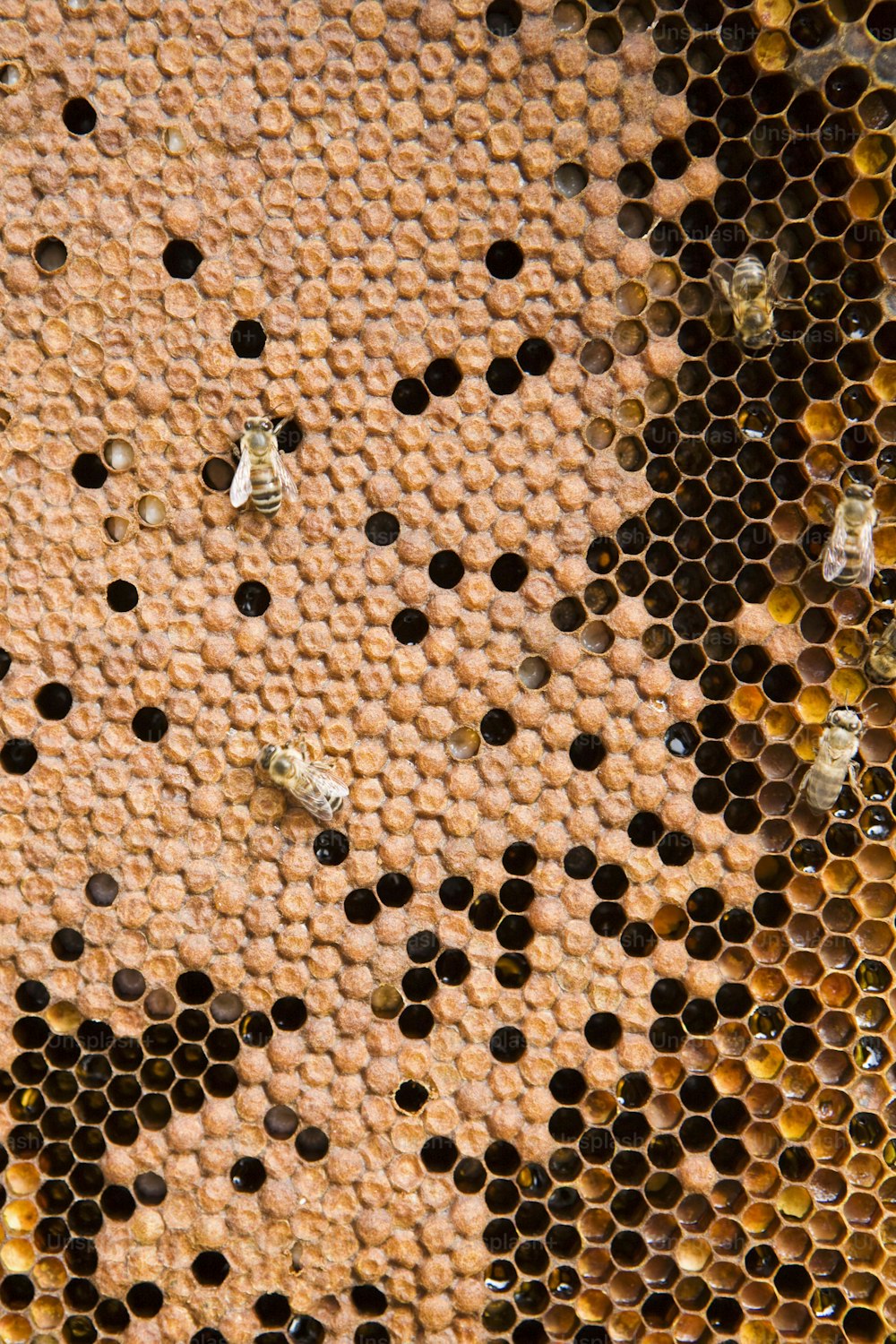 un gros plan d’une ruche avec beaucoup d’abeilles dessus