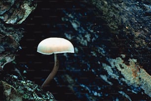 un champignon poussant sur le flanc d’un rocher