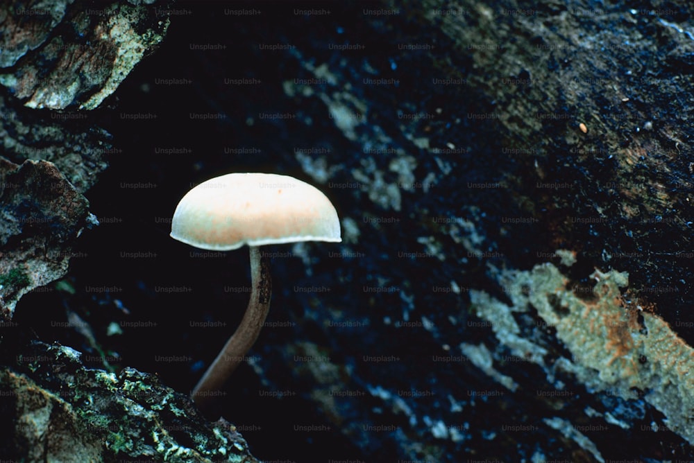 a mushroom growing out of the side of a rock