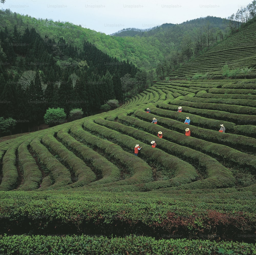 a group of people standing on top of a lush green hillside