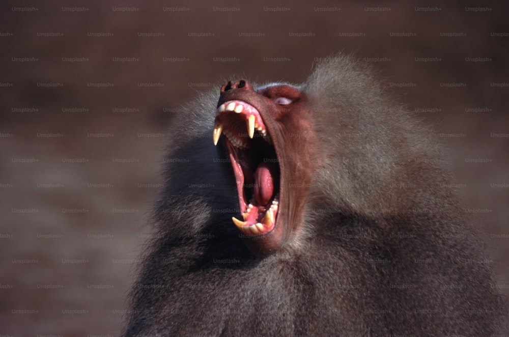Un primer plano de un mono con la boca abierta