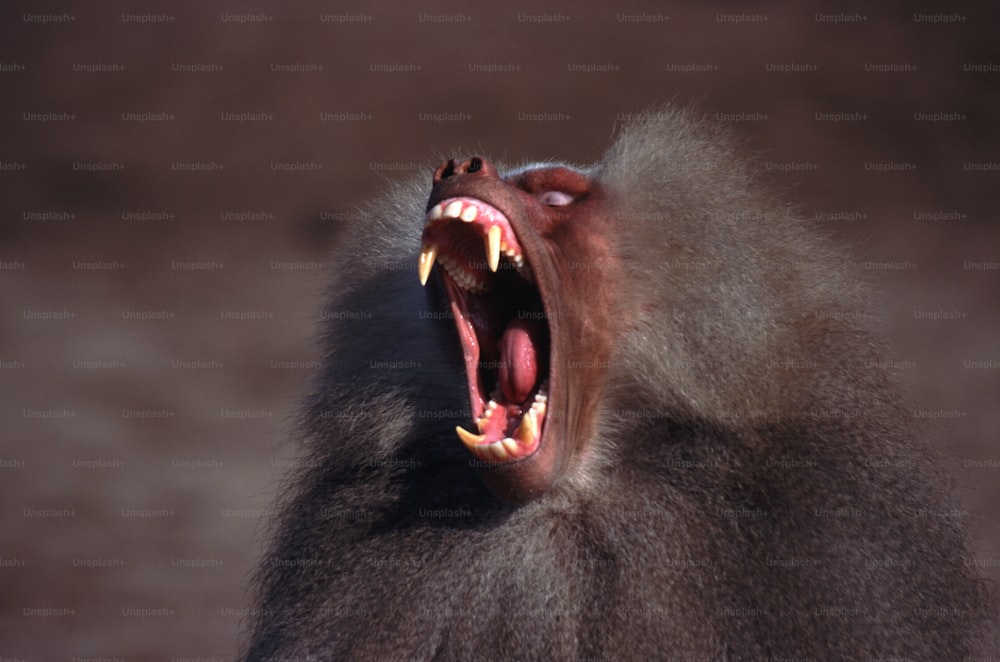 um close up de um macaco com a boca aberta