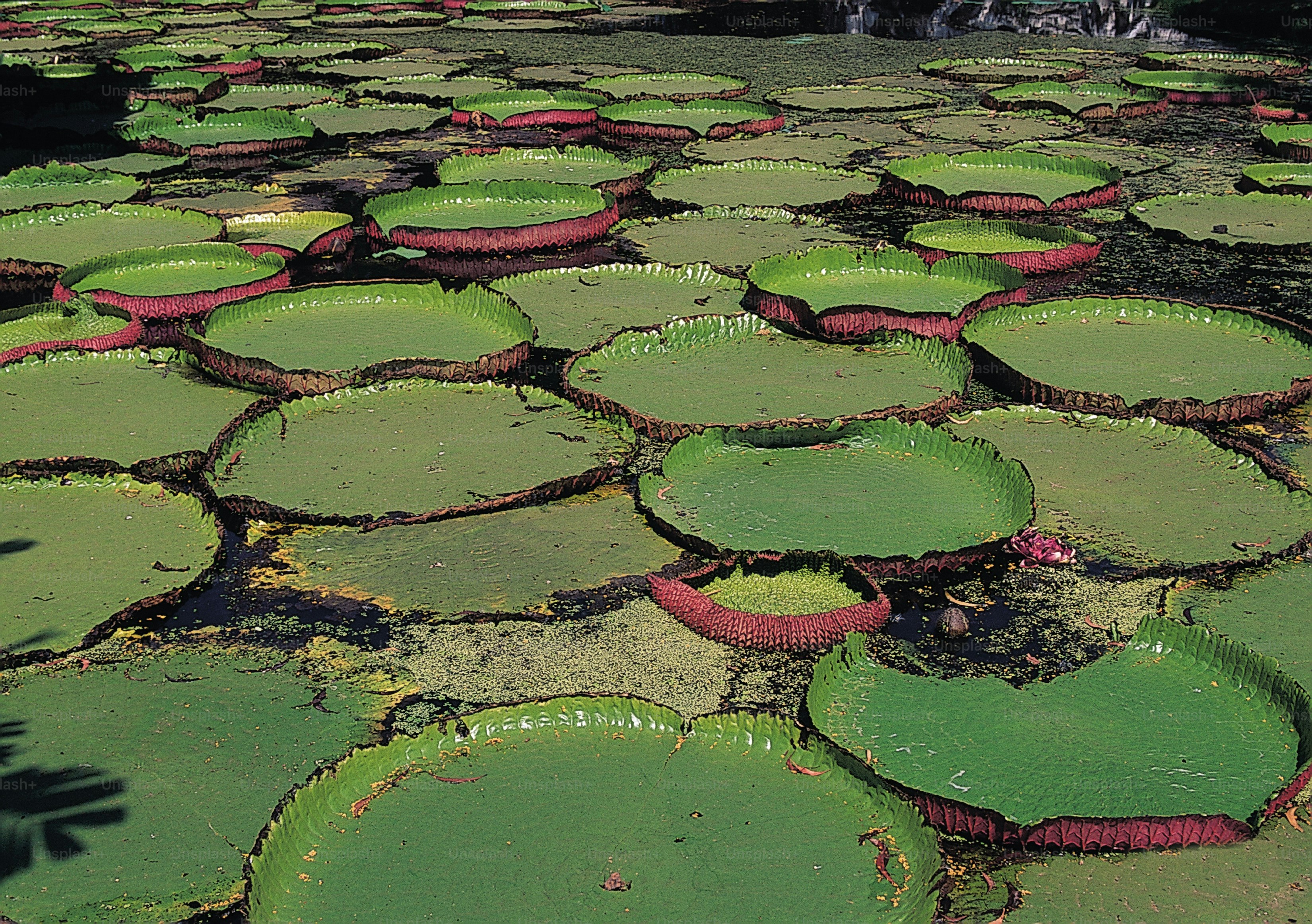 um grande grupo de folhas verdes flutuando em cima da água