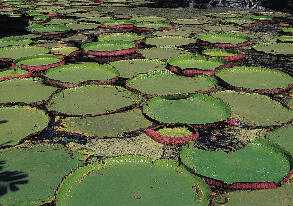 a large group of green leaves floating on top of water