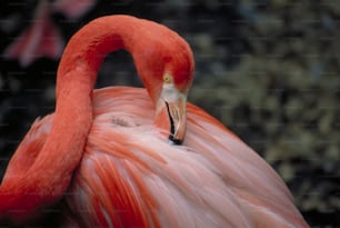 a close up of a pink flamingo with a black background