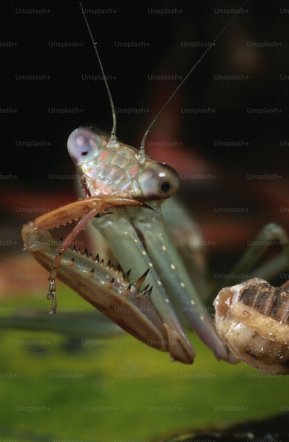 a close up of a praying mantissa