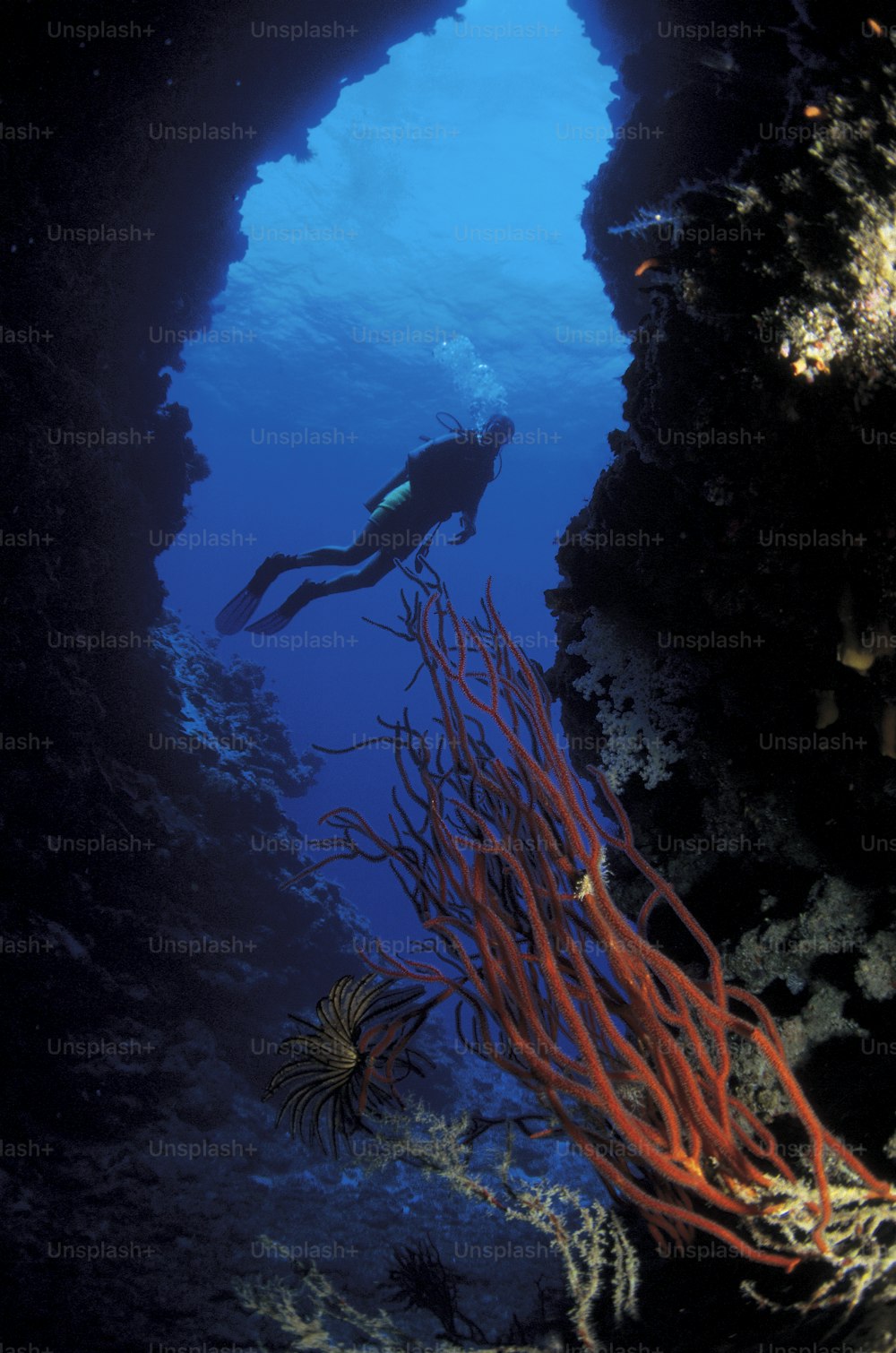 a person swimming in the ocean near a coral reef