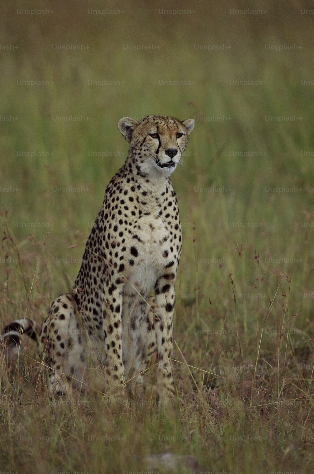 a cheetah sitting in a field of tall grass