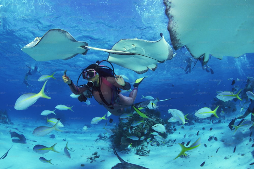 a manta ray swims over a school of fish