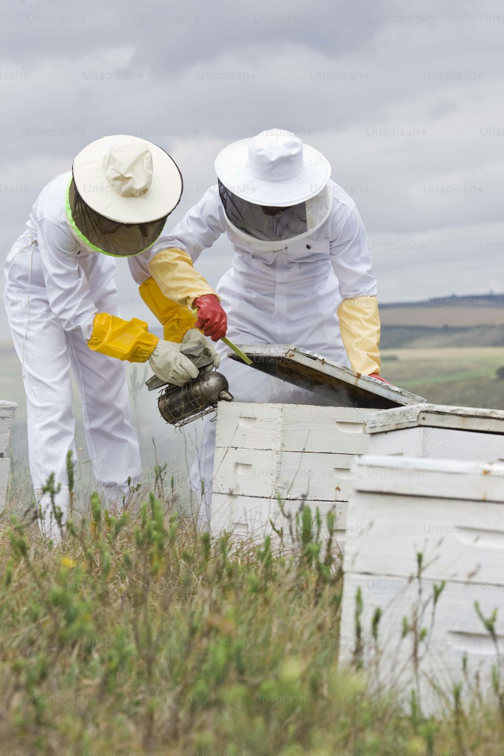 two men in bee suits inspecting a beehive
