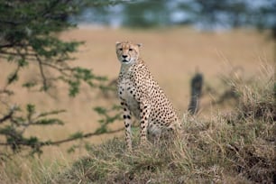 Un ghepardo seduto su una collina allo stato brado