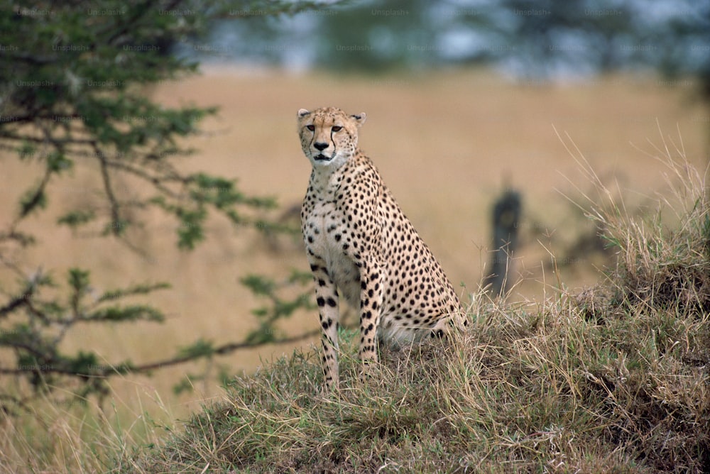 a cheetah sitting on a hill in the wild
