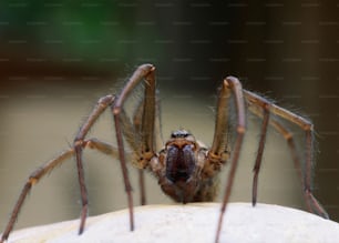 um close up de uma aranha em uma parede