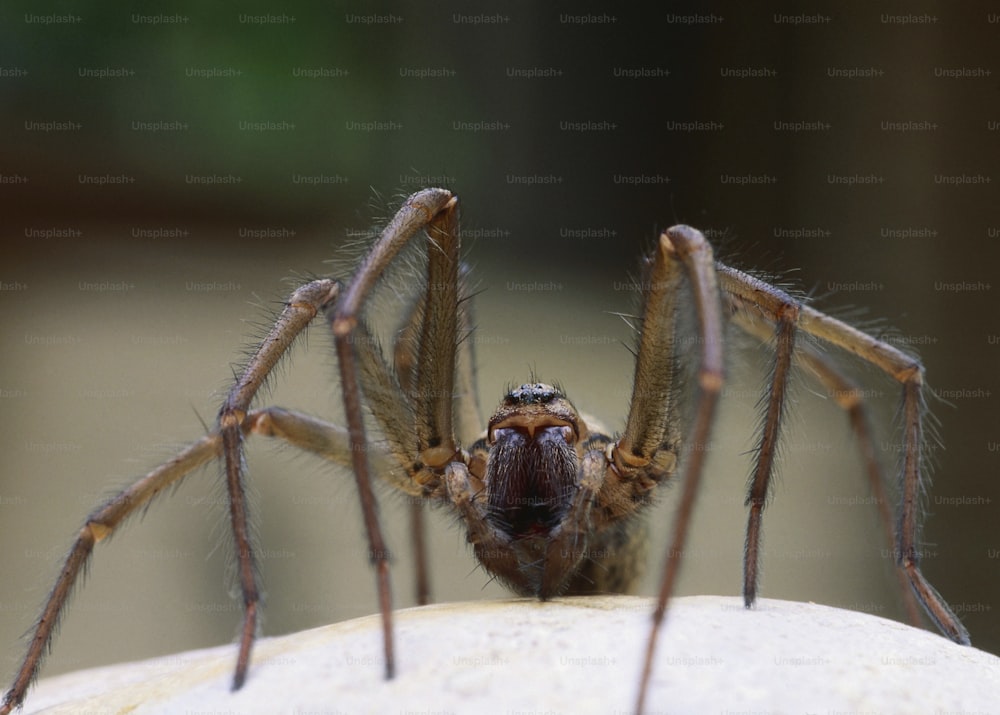 a close up of a spider on a wall