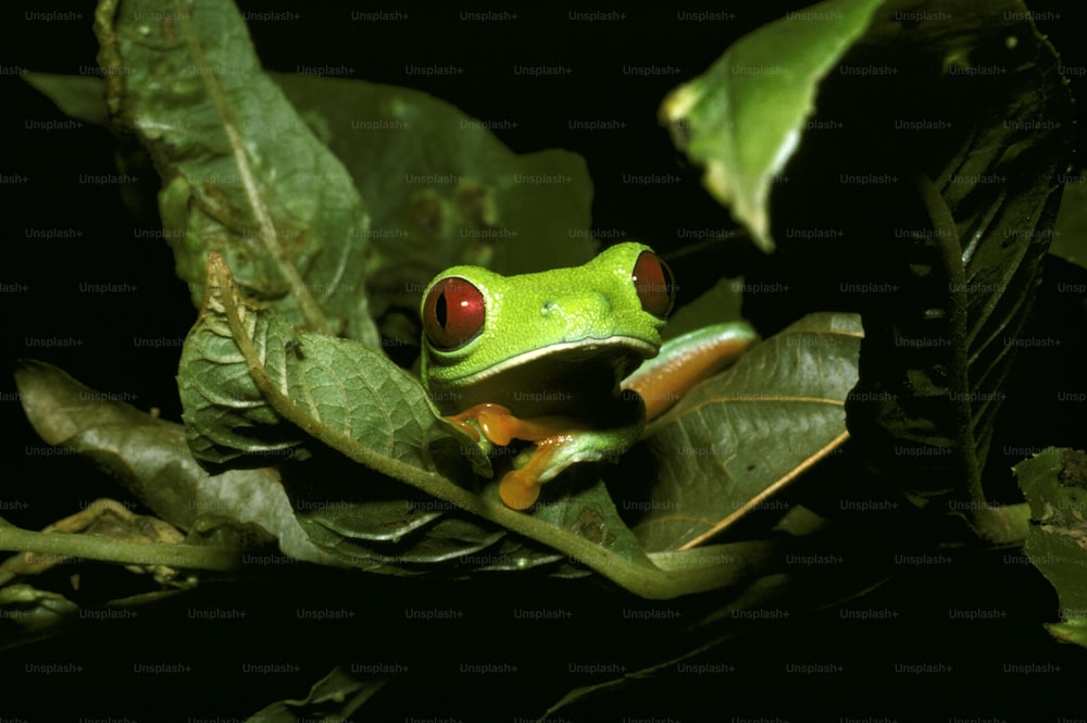 a green frog with red eyes sitting on a leaf