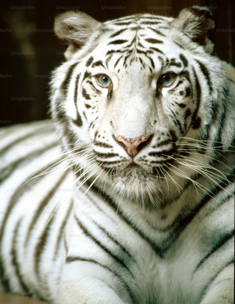 um tigre branco com olhos azuis deitado