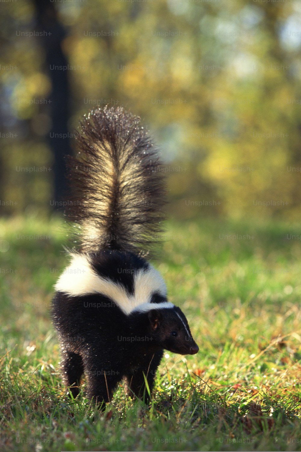 a black and white skunkt walking across a grass covered field